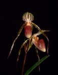 Paph. Yellow Tiger